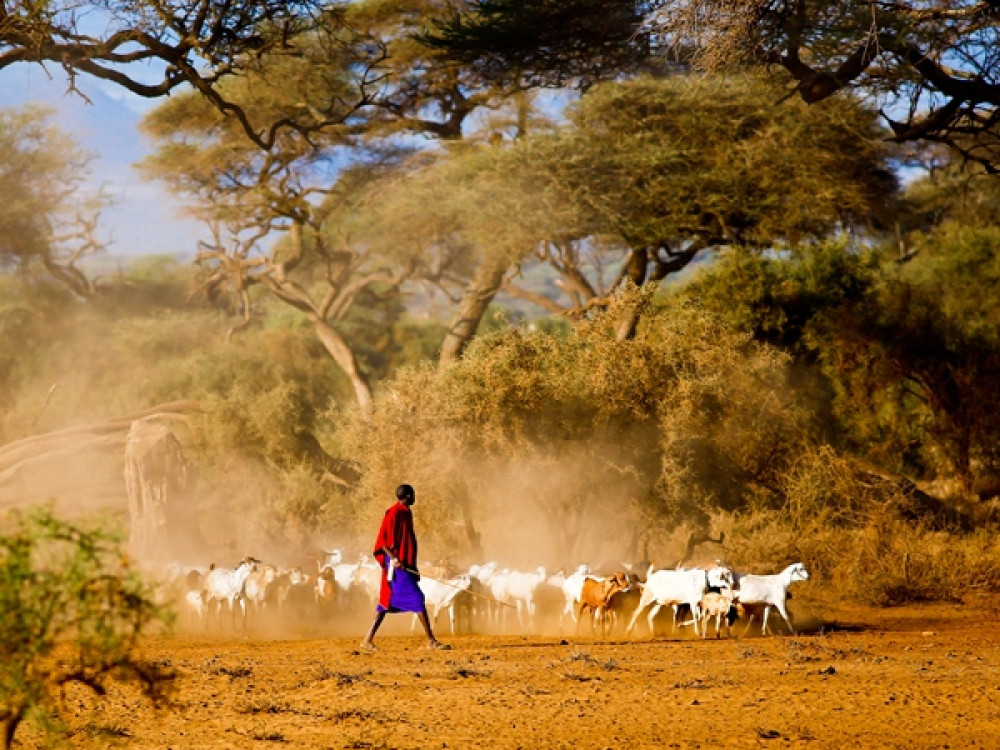 Leven in Amboseli