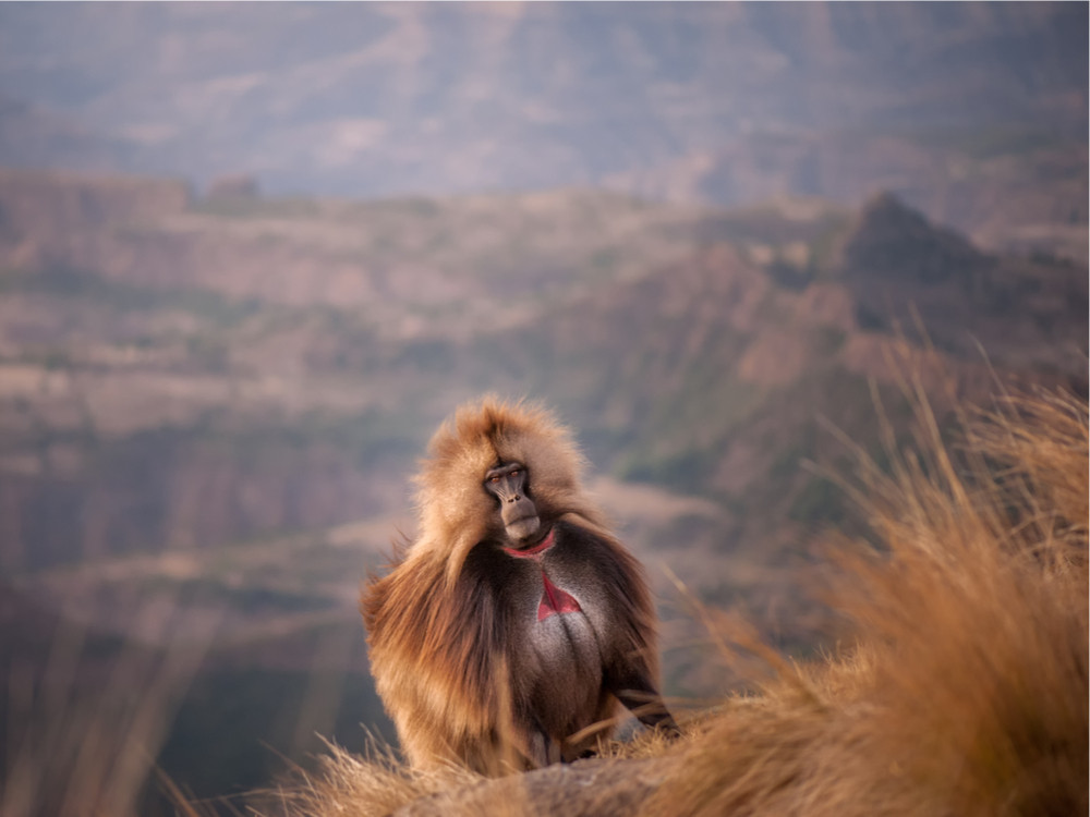 Gelada