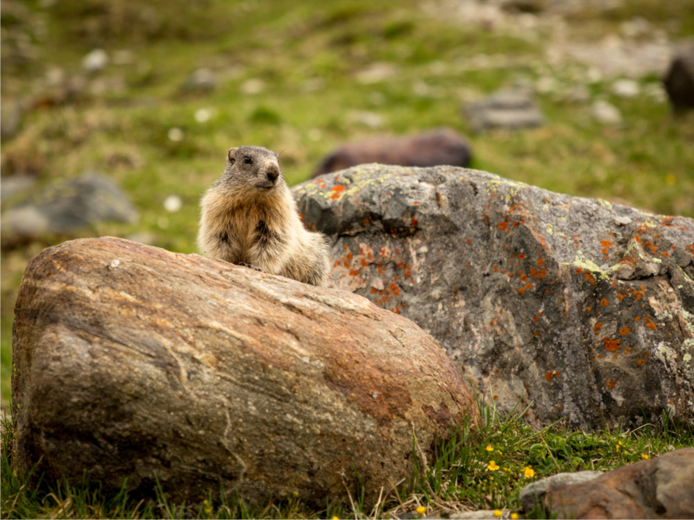 Alpenmarmot