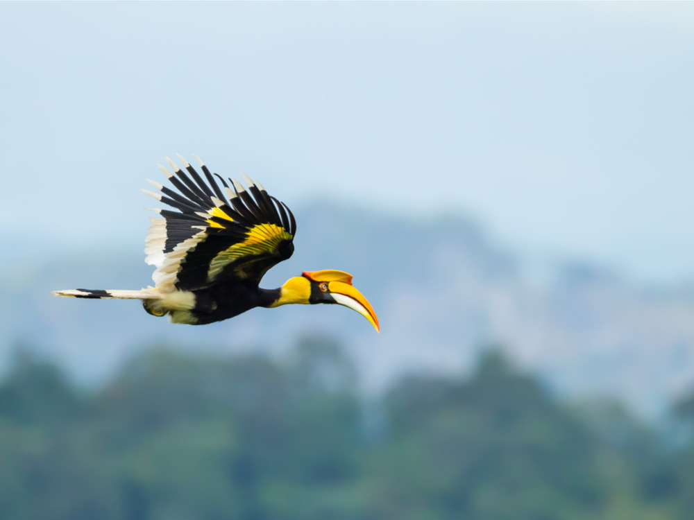 Dubbelhoornige neushoornvogel