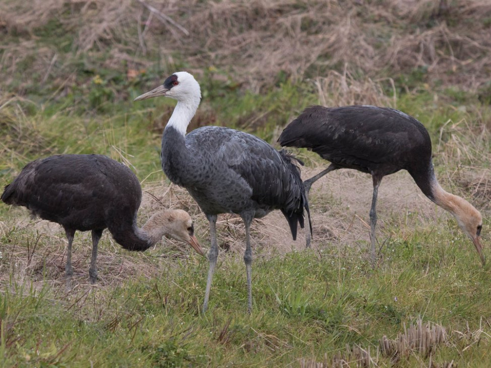 Monnikskraanvogels