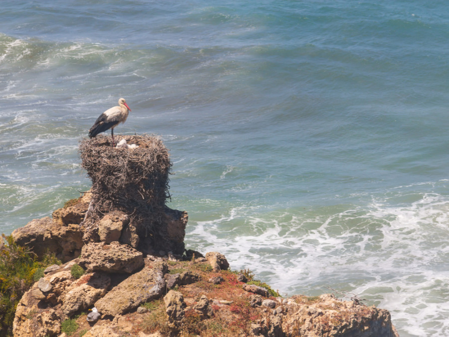 Natuur in Alentejo