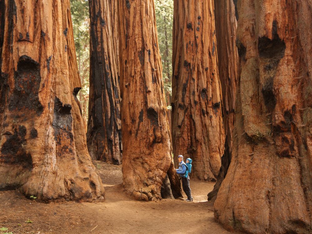 Natuur Sequoia National Park