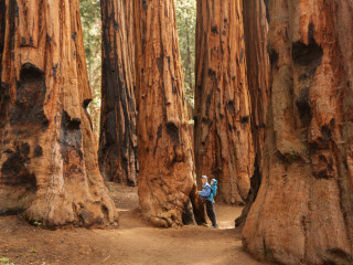 Afbeelding voor Sequoia National Park