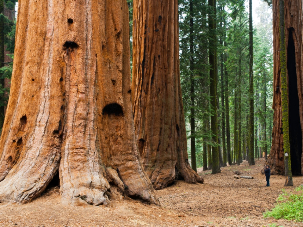 Sequoia park