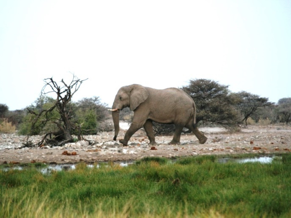 Waterhole bij Namutoni