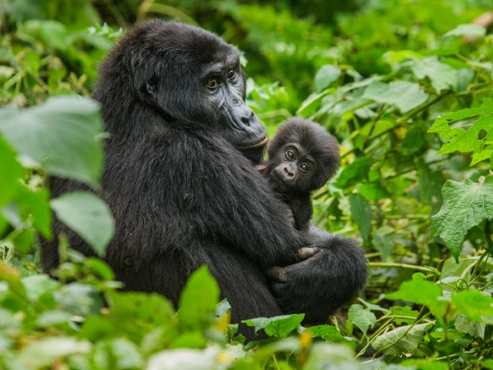 Bwindi Impenetrable NP