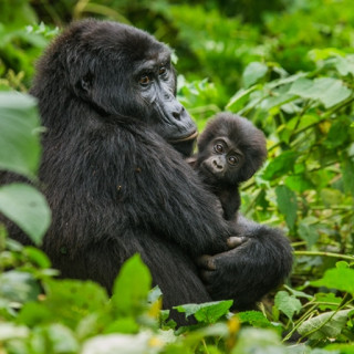 Afbeelding voor Bwindi Nationaal Park