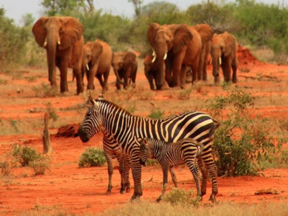 Nationaal Park Tsavo East