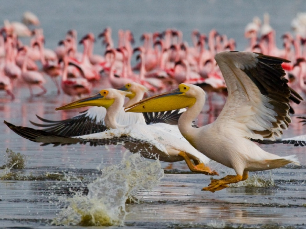 Nakurumeer in Kenia