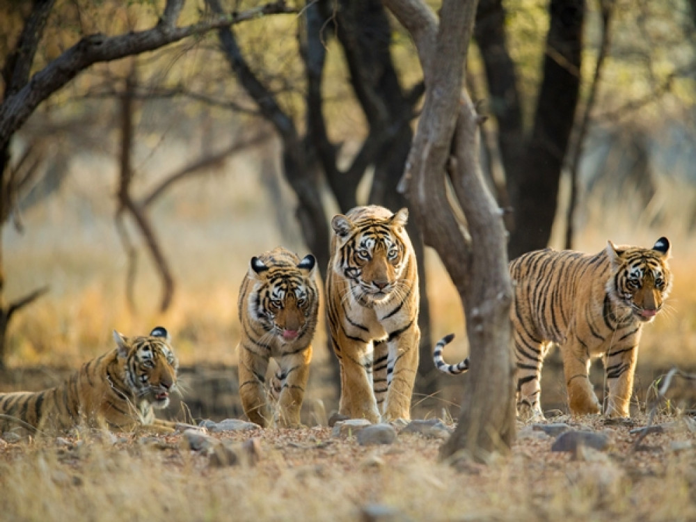 Tijgers in Ranthambore