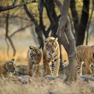 Afbeelding voor Ranthambore Nationaal Park