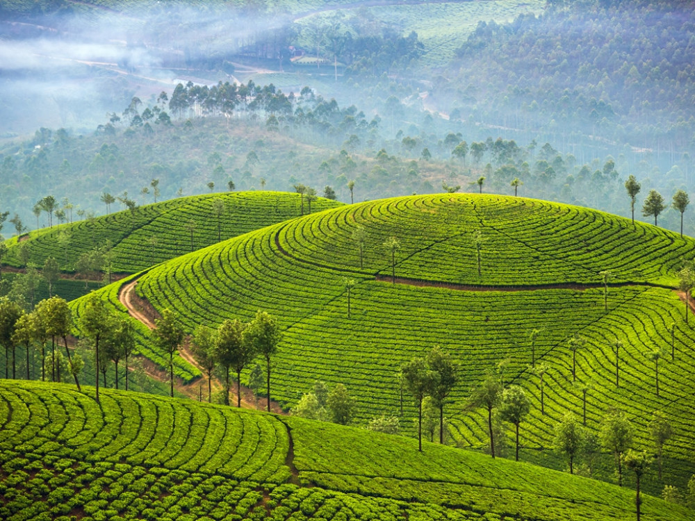 Theeplantages Zuid-India