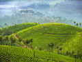 Theeplantages Zuid-India