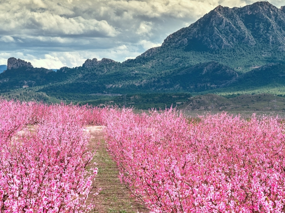 Amandelbloesems in Cieza