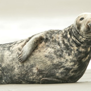 Afbeelding voor Texel