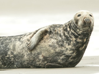 Afbeelding voor Texel