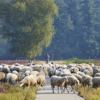 Afbeelding voor Veluwe