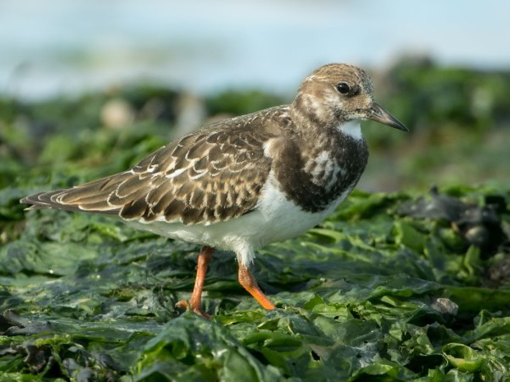 Natuur Texel