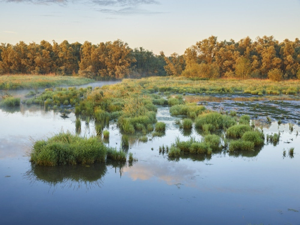 Natuur de Biesbosch