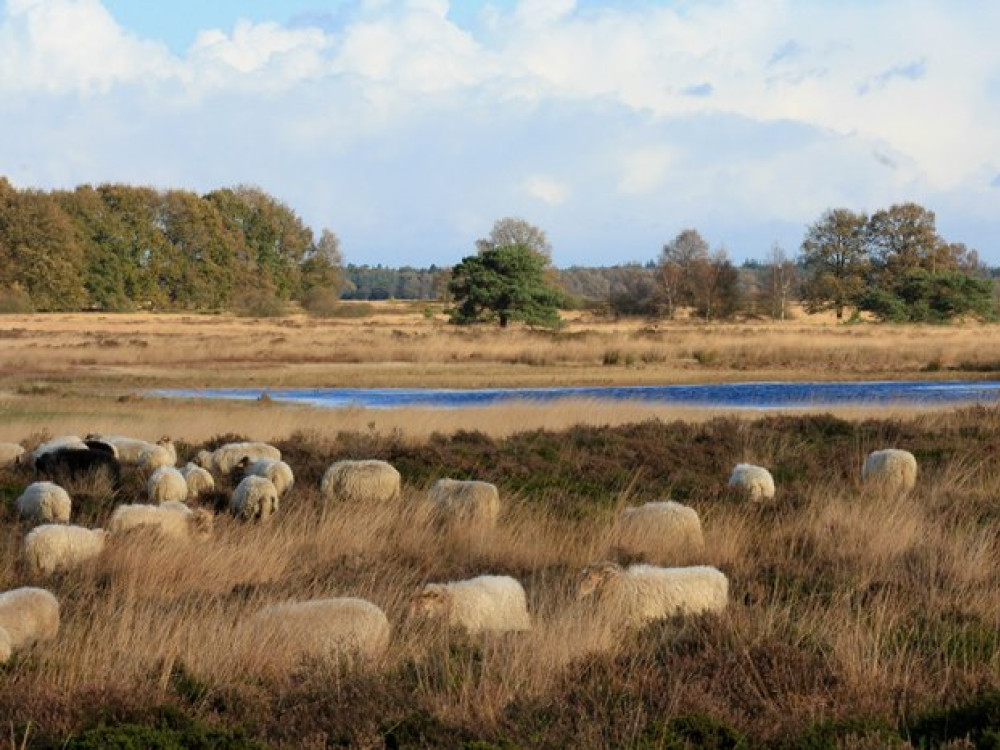 Dwingelderveld