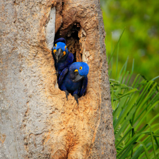 Afbeelding voor Pantanal