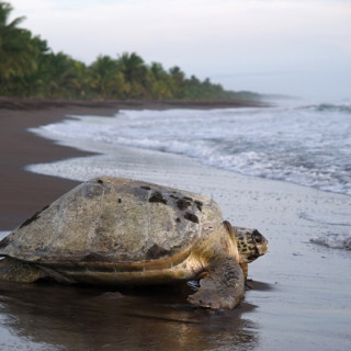 Afbeelding voor Tortuguero in Costa Rica