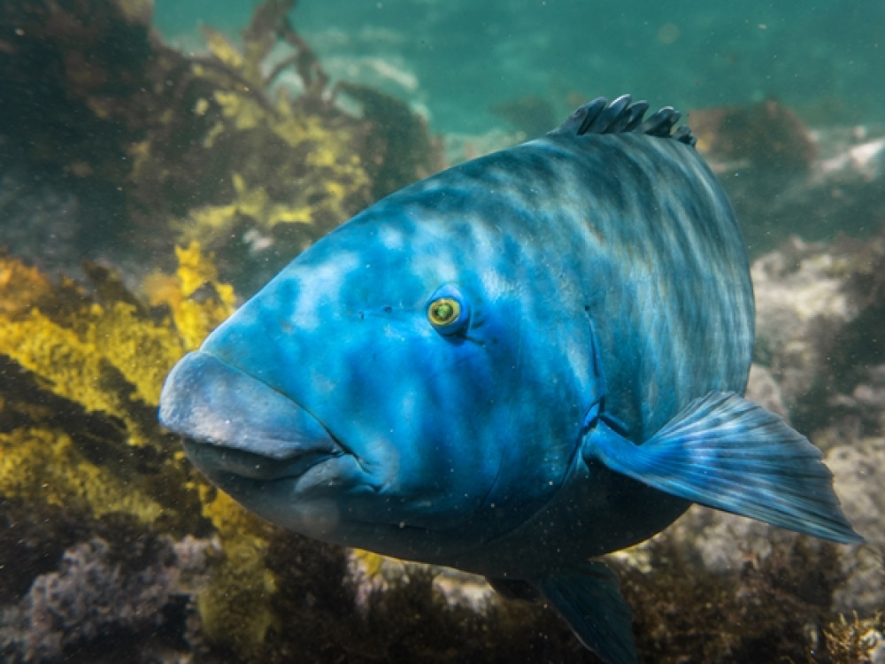 Great barrier reef