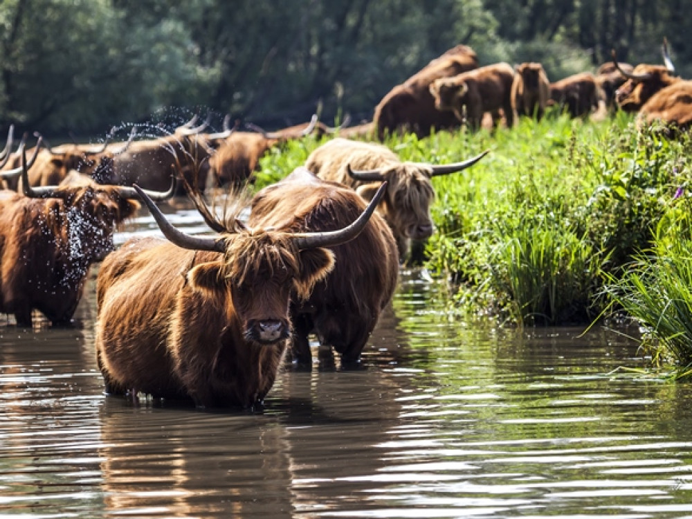 Biesbosch