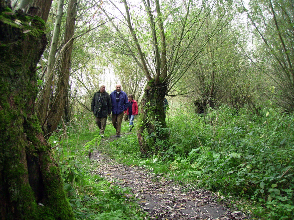 Wandelen in de Biesbosch