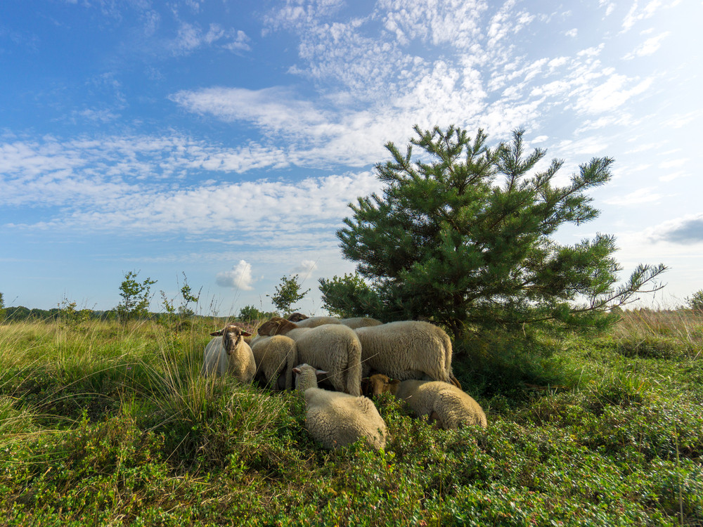 Natuur Sallandse Heuvelrug