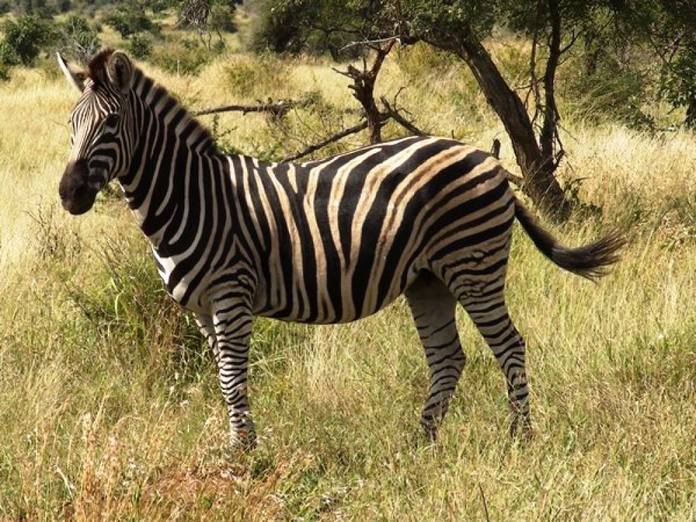 Zebra