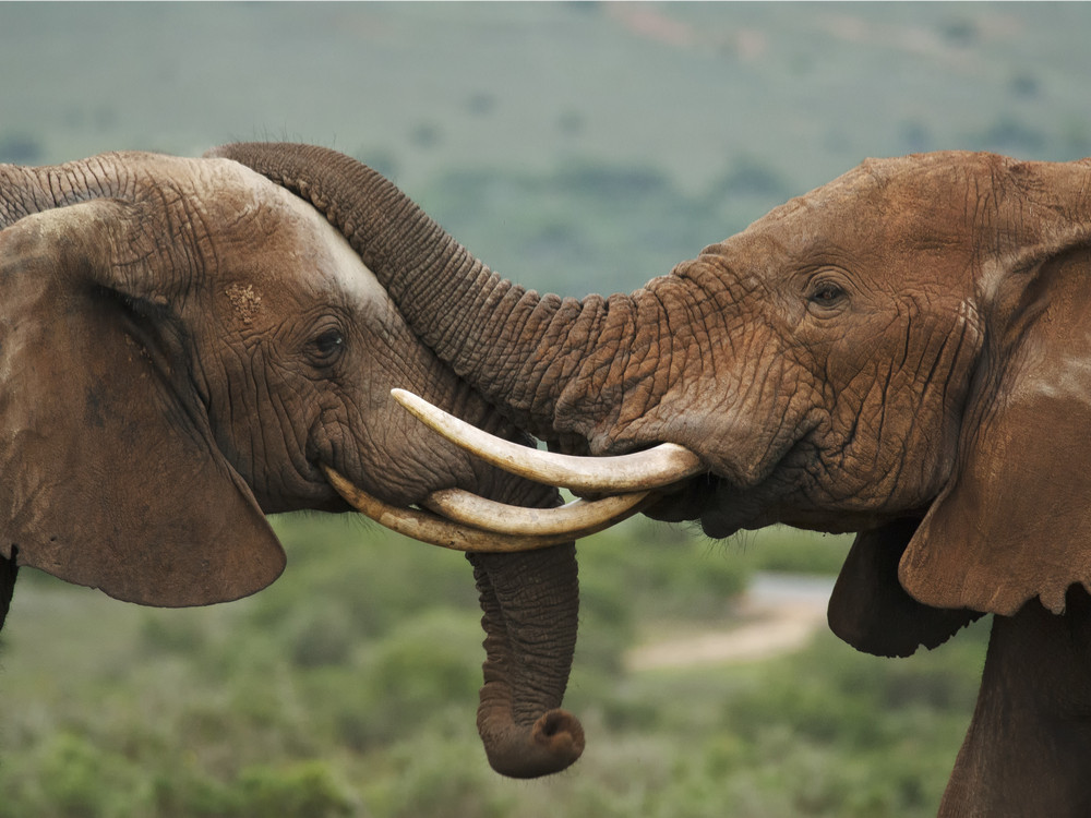 Addo Elephant Zuid-Afrika