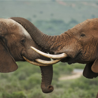 Afbeelding voor Addo Elephant National Park