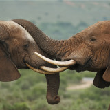 Afbeelding voor Addo Elephant National Park