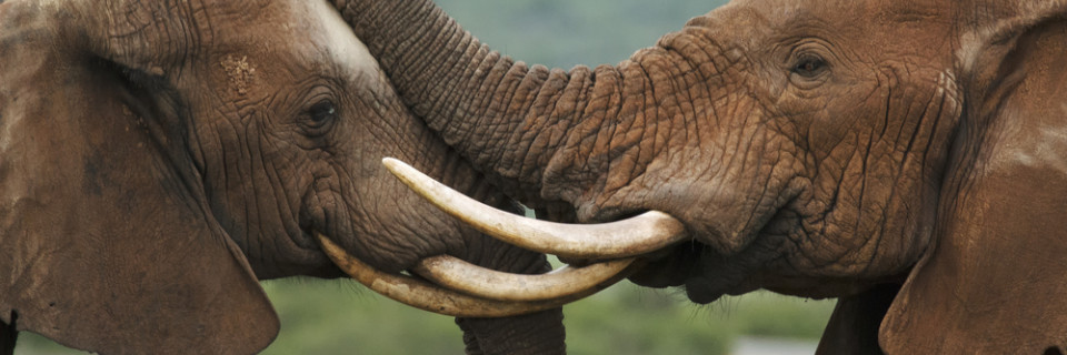 Top foto voor Natuurparken Afrika