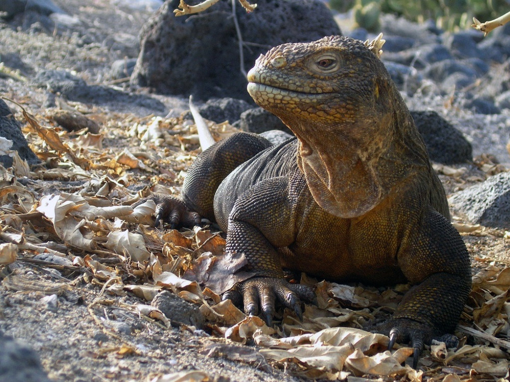 iguana