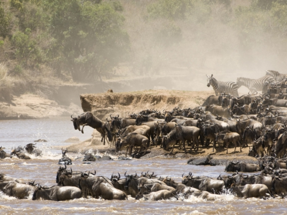 Gnoes en zebra's migratie