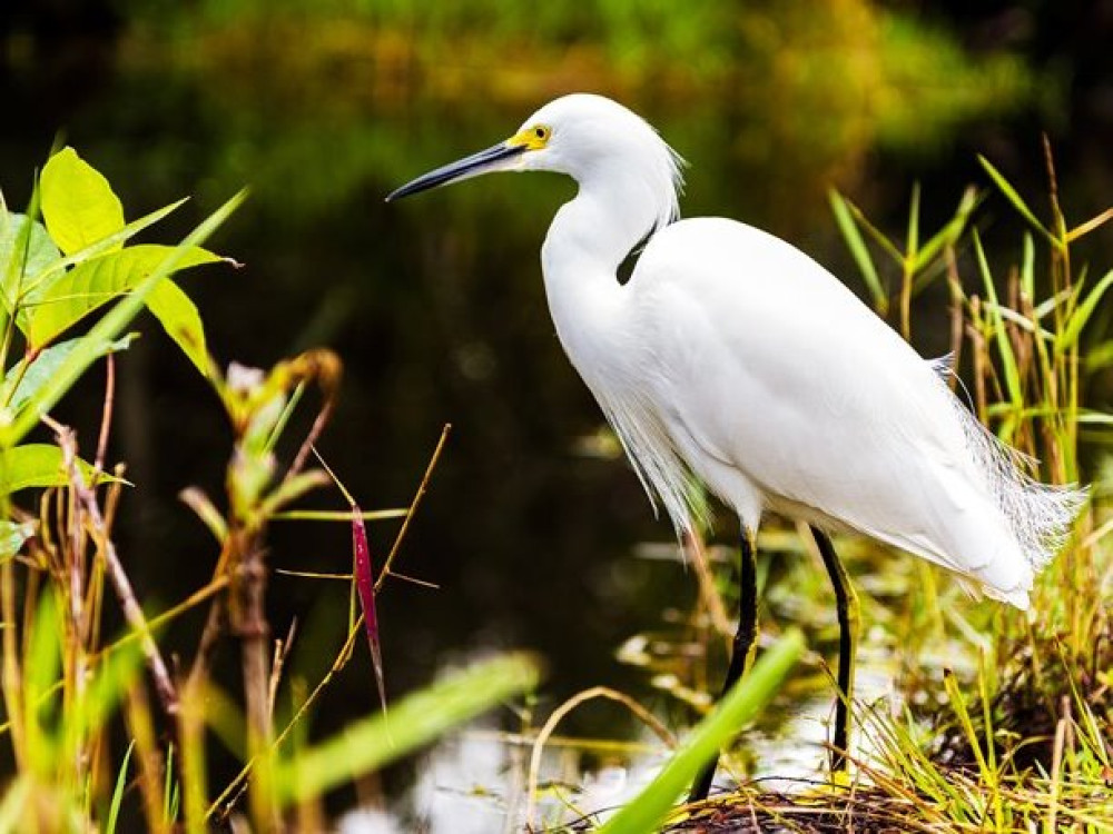 Everglades