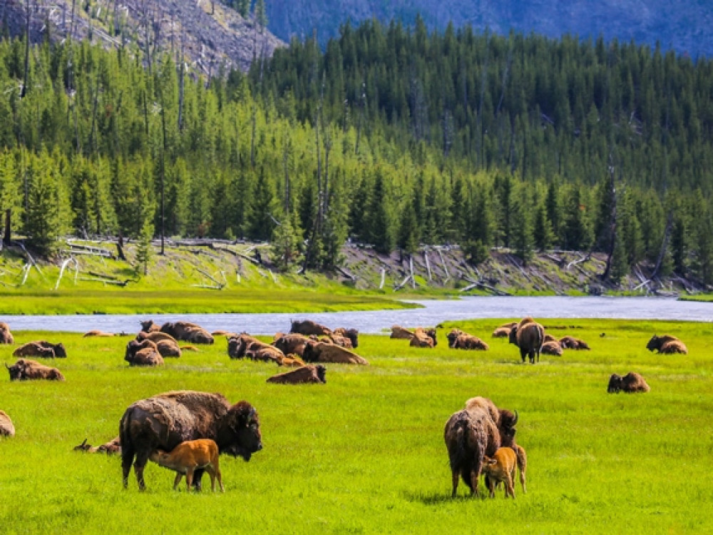 Bizons Yellowstone