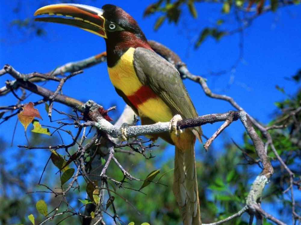 Pantanal natuur