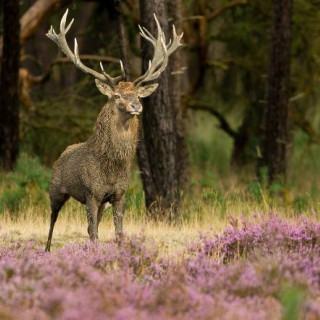 Afbeelding voor Hoge Veluwe