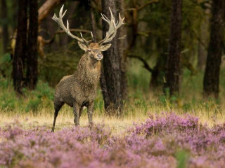 Afbeelding voor Hoge Veluwe