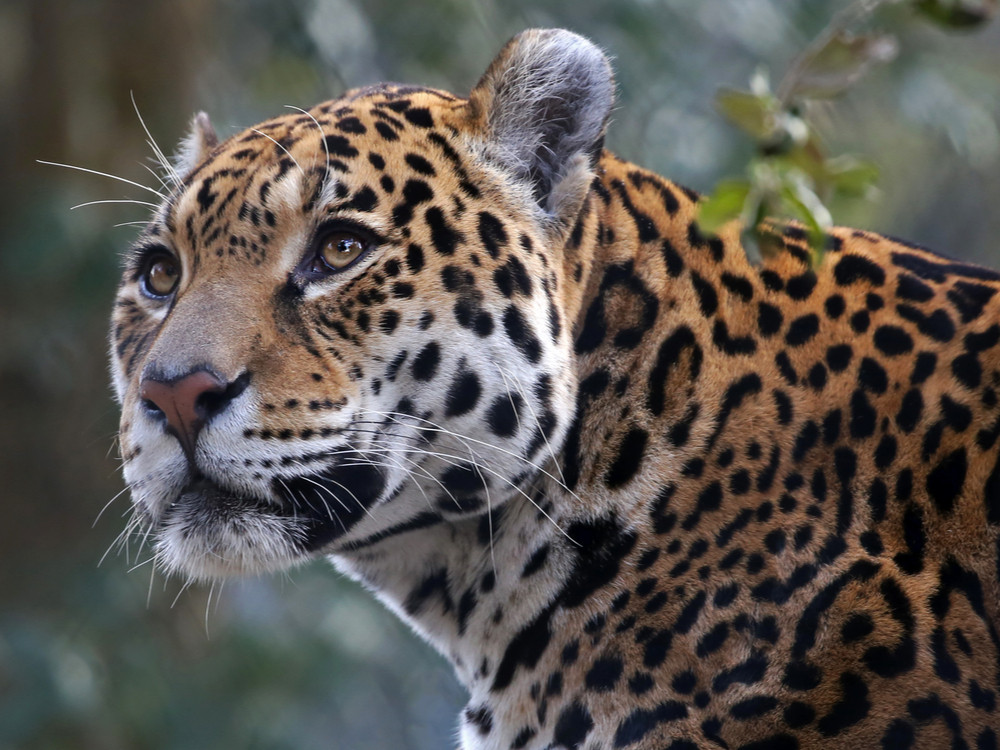 Jaguar