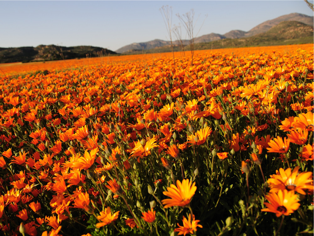 Namaqua National Park