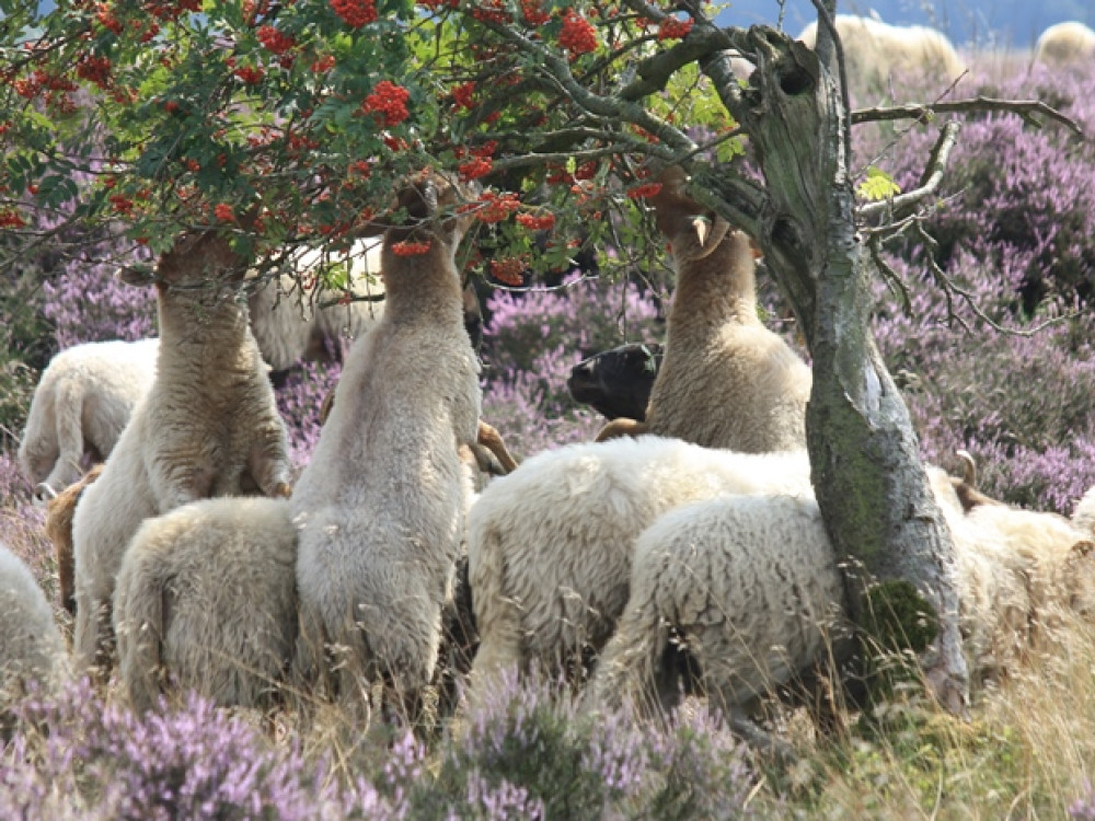 Dwingelderveld Drenthe