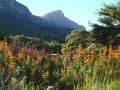 Kirstenbosch botanical gardens