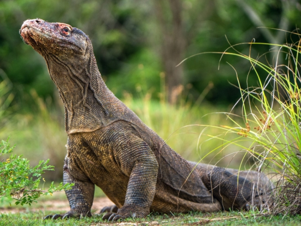 Komodovaraan