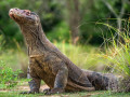 Komodovaraan
