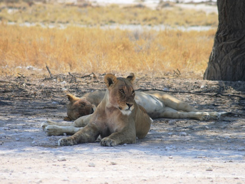 Leeuwen in Etosha